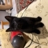 SİYAH KEDİ SEVER MİSİNİZ ANNEM CİNS fotoğraf