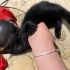 SİYAH KEDİ SEVER MİSİNİZ ANNEM CİNS fotoğraf