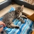 TEKİR KEDİ ANNESİ CİNS fotoğraf