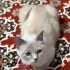 TEKİR KEDİ ANNESİ CİNS fotoğraf