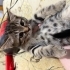 TEKİR KEDİ ANNESİ CİNS fotoğraf