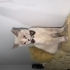 dişi cins kedi 1,5 yaşında fotoğraf