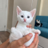 2 aylık cins kedi melezi fotoğraf