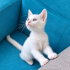 2 aylık cins kedi melezi fotoğraf