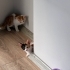 CALİCO CİNSİ ÜÇ RENKLİ PRENSES! OFİSTE BÜYÜMÜŞ, SOKAK YÜZÜ GÖRMEMİŞ 50 GÜNLÜK fotoğraf