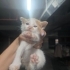 Henüz 1 aylık minik kızımız fotoğraf