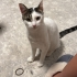 Asil ve  canayakın fotoğraf
