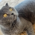 ÇİPLİ, AŞILI, KARNELİ SCOTTISH FOLD..!! fotoğraf