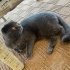 ÇİPLİ, AŞILI, KARNELİ SCOTTISH FOLD..!! fotoğraf