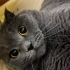 ÇİPLİ, AŞILI, KARNELİ SCOTTISH FOLD..!! fotoğraf
