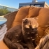 ÇİPLİ, AŞILI, KARNELİ SCOTTISH FOLD..!! fotoğraf