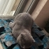 ÇİPLİ, AŞILI, KARNELİ SCOTTISH FOLD..!! fotoğraf