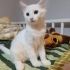 Pamuk yuva arıyor fotoğraf