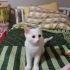 Pamuk yuva arıyor fotoğraf
