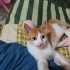Karamel kalıcı yuva arıyor fotoğraf