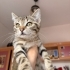 SİMİT'E ÖMÜRLÜK YUVASINI ARIYORUZ fotoğraf