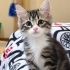 İZMİR ÜCRETSİZ SAHİPLENDİRME fotoğraf