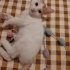 2 aylık yakışıklı oğlumuza yuva arıyoruz fotoğraf