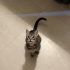 4 kardes Yuva ariyor fotoğraf