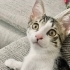 4 kardes Yuva ariyor fotoğraf