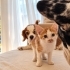 KIVANÇ ÖMÜRLÜK YUVA ARIYOR 🐾 fotoğraf