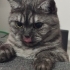 Kedi tecrübesi olan birine verilecektir fotoğraf