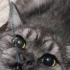 Kedi tecrübesi olan birine verilecektir fotoğraf