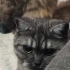Kedi tecrübesi olan birine verilecektir fotoğraf