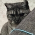 Kedi tecrübesi olan birine verilecektir fotoğraf
