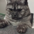 Kedi tecrübesi olan birine verilecektir fotoğraf