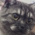 Kedi tecrübesi olan birine verilecektir fotoğraf