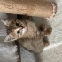 Minik Tokyo annesini arıyor fotoğraf
