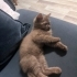 KARAMEL YENİ YUVASINI ARIYOR fotoğraf