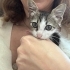Şakir iç dış parazitleri yapıldı karma aşısı yapıldı anne sütü emdi fotoğraf