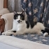 KUCAK KEDİSİ NEFES'E ACİL ÖMÜRLÜK YUVA fotoğraf
