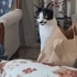 KUCAK KEDİSİ NEFES'E ACİL ÖMÜRLÜK YUVA fotoğraf