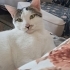 Çınara acil ömürlük yuvaaa fotoğraf