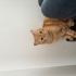 Sevecen oyuncu garfield fotoğraf