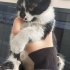 Acil yuva arıyoruz, bebek sokak kedisi fotoğraf