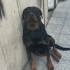 4 yaşında safkan rotwaeiler fotoğraf