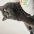 Russian blue Herkesle yakınlık kuran bir kedi oyun oynamayı sever uysal bir kedi fotoğraf