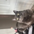 Russian blue Herkesle yakınlık kuran bir kedi oyun oynamayı sever uysal bir kedi fotoğraf