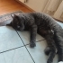 Russian blue Herkesle yakınlık kuran bir kedi oyun oynamayı sever uysal bir kedi fotoğraf