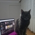 Russian blue Herkesle yakınlık kuran bir kedi oyun oynamayı sever uysal bir kedi fotoğraf