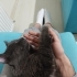 Russian blue Herkesle yakınlık kuran bir kedi oyun oynamayı sever uysal bir kedi fotoğraf
