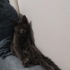 Russian blue Herkesle yakınlık kuran bir kedi oyun oynamayı sever uysal bir kedi fotoğraf
