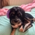 Ücretsiz sahiplenme terrier yavru fotoğraf