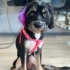 Ücretsiz sahiplenme terrier yavru fotoğraf