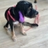 Ücretsiz sahiplenme terrier yavru fotoğraf