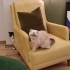 Ücretsiz sahiplenme fotoğraf
